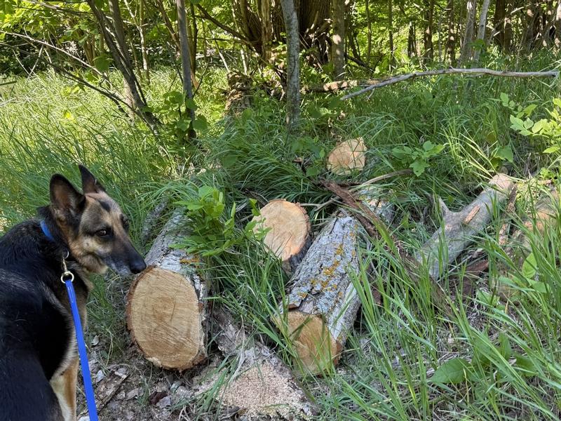 EGO 16" chain saw customer photo 4