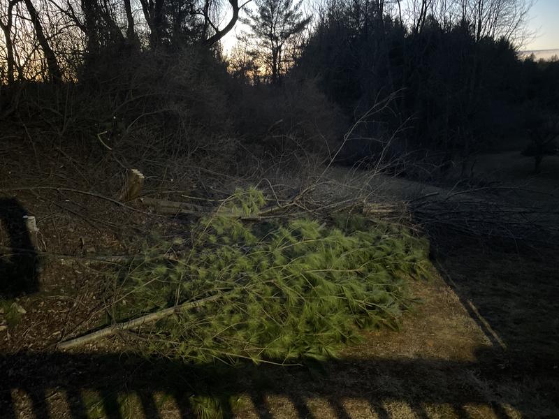 EGO 16" chain saw customer photo 21