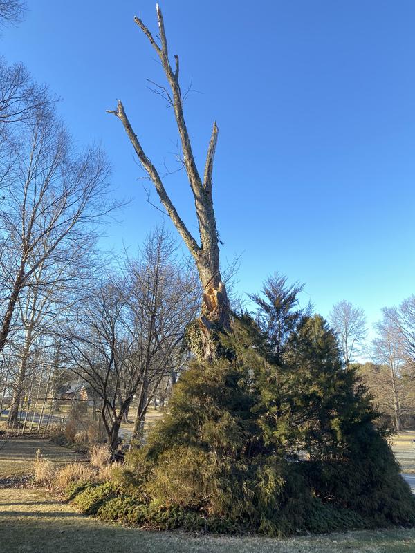 EGO 16" chain saw customer photo 28
