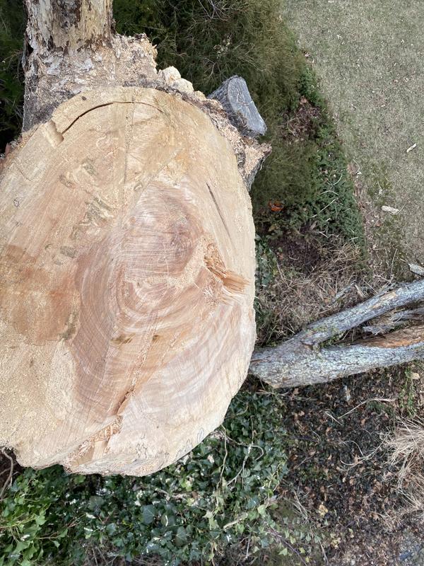 EGO 16" chain saw customer photo 29
